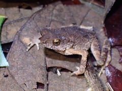 Ingerophrynus parvus