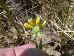 Layia chrysanthemoides