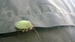 Chlorocoris rufopictus