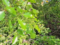 Metopium brownei