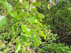 Metopium brownei