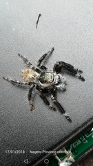 Hyllus
