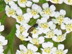 Agrilaxia flavimana