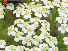 Agrilaxia flavimana