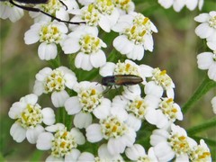 Agrilaxia flavimana