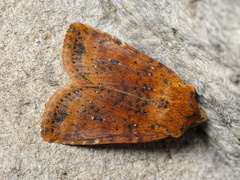 Conistra rubiginea