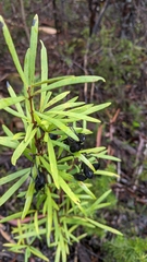 Lomatia polymorpha