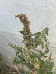 Amaranthus watsonii