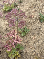 Lomatium lucidum