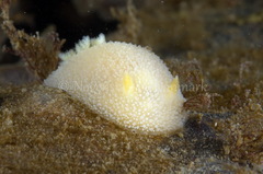 Acanthodoris pilosa