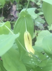 Uvularia