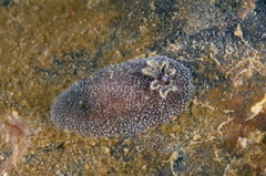 Acanthodoris pilosa
