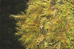Dicranoloma menziesii