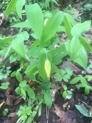 Uvularia