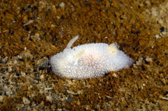 Acanthodoris pilosa