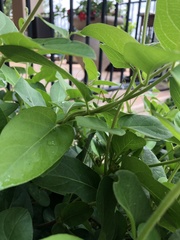 Obolopteryx catinata