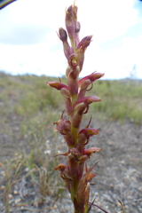 Disa reticulata