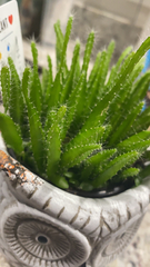 Angiospermae