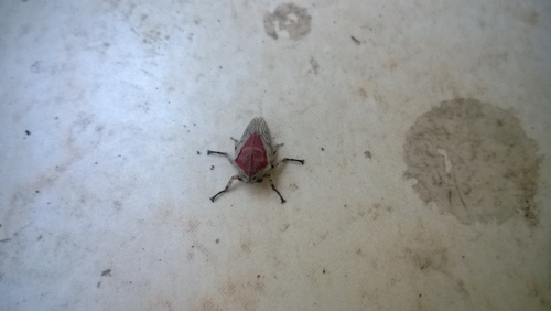 Metcalfiella monogramma