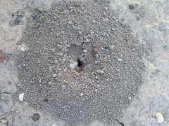 Pogonomyrmex occidentalis