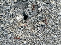 Pogonomyrmex occidentalis