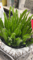 Angiospermae