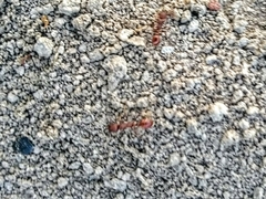 Pogonomyrmex occidentalis