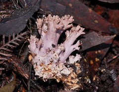 Ramaria versatilis