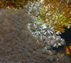 Physogyra lichtensteini