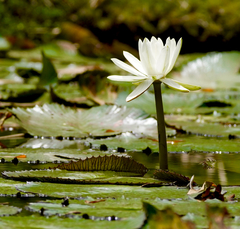 Nymphaea ampla