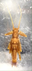 Gripopterygidae