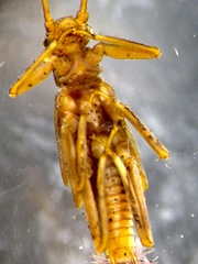 Gripopterygidae