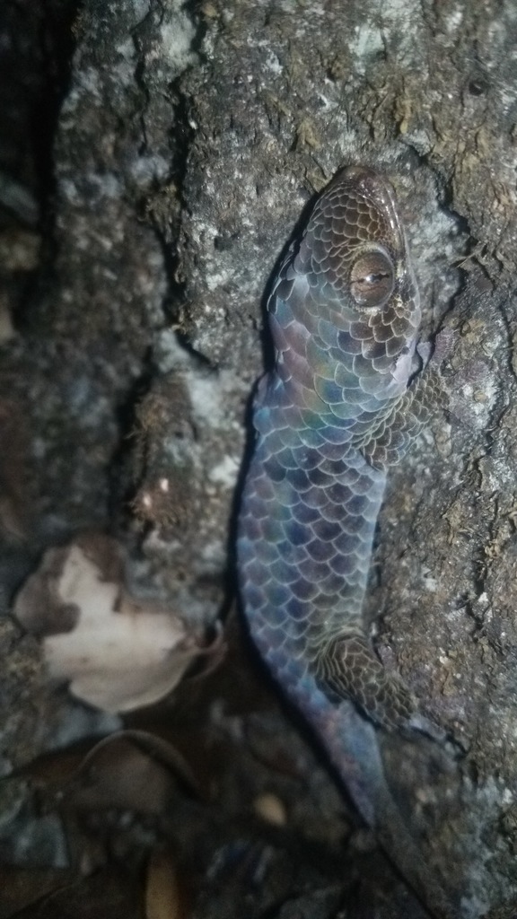 Ankarana Fish-Scale Gecko