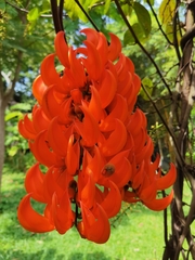 Mucuna warburgii