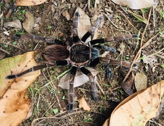 Sericopelma