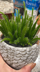 Angiospermae