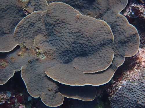 hedgehog coral