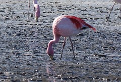 Phoenicoparrus jamesi