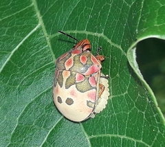 Pachycoris