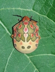 Pachycoris