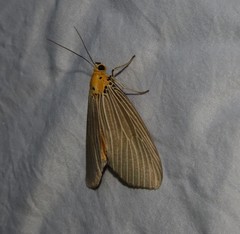 Neochera inops