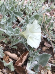 Calystegia malacophylla pedicellata