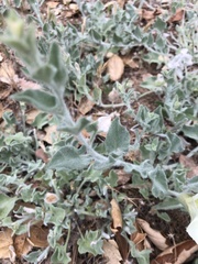 Calystegia malacophylla pedicellata