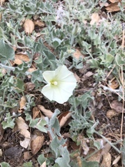 Calystegia malacophylla pedicellata