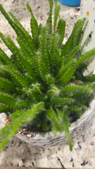 Angiospermae