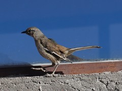 Mimus dorsalis