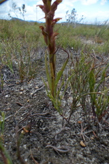 Disa reticulata