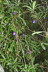 Billardiera longiflora