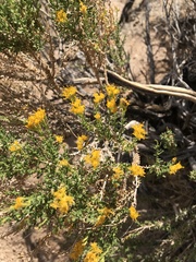 Ericameria cooperi cooperi