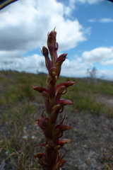 Disa reticulata